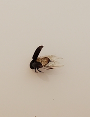 Aphodiini