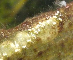 Sminthurides aquaticus