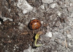 Glomeris oblongoguttata