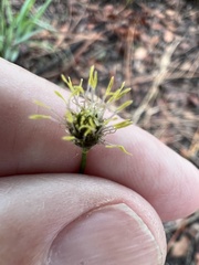 Fuirena scirpoidea