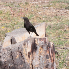 Myrmecocichla aethiops