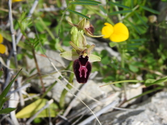 Ophrys × lyrata