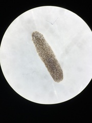 Girardia tigrina