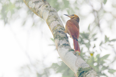 Dendrocolaptes sanctithomae