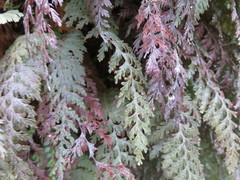 Hymenophyllum frankliniae