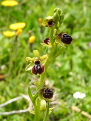 Ophrys sphegodes passionis