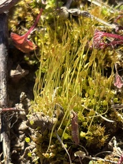 Physcomitrium pyriforme