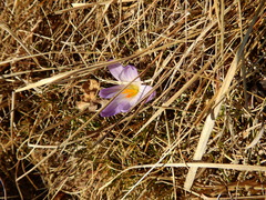 Crocus versicolor
