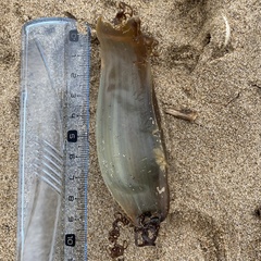 Scyliorhinus stellaris