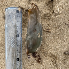 Scyliorhinus stellaris