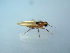 Lonchoptera scutellata