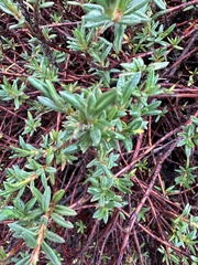 Polygonum paronychia