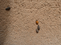 Coccinella septempunctata