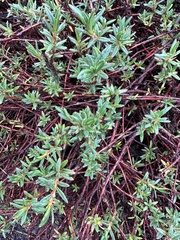 Polygonum paronychia