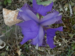 Iris lutescens