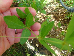 Rhoicissus tridentata