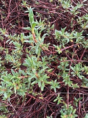 Polygonum paronychia