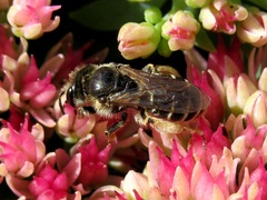 Taeniandrena