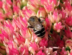 Taeniandrena