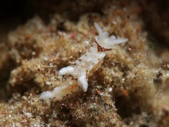 Murphydoris puncticulata