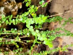 Oplonia spinosa