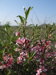 Prunus tenella