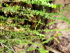 Oplonia spinosa
