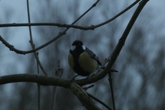 Parus major