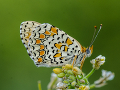 Melitaea ornata
