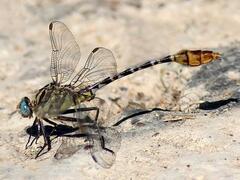 Dromogomphus spoliatus