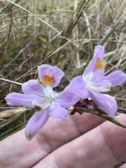 Calopogon barbatus
