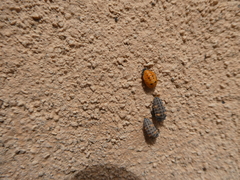 Coccinella septempunctata