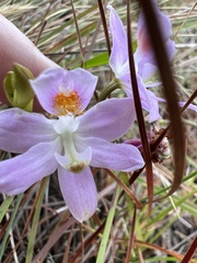 Calopogon barbatus