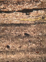 Junco hyemalis
