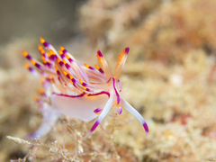 Coryphellina rubrolineata