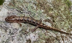 Desmognathus carolinensis