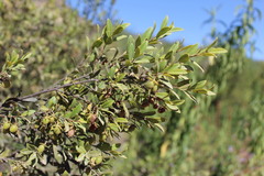 Diospyros ramulosa