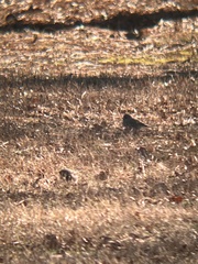 Junco hyemalis