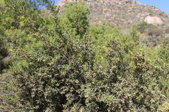 Diospyros ramulosa
