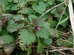Lamium hybridum