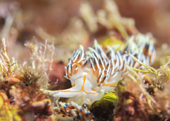 Phidiana militaris