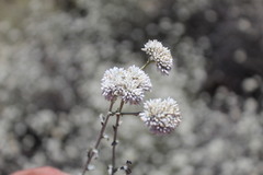 Helichrysum zeyheri