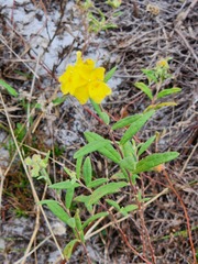Crocanthemum corymbosum