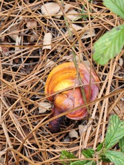 Ganoderma curtisii