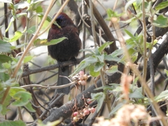 Passerina versicolor