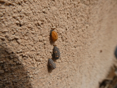 Coccinella septempunctata