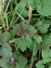 Lamium hybridum