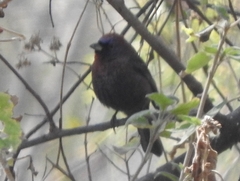 Passerina versicolor