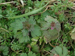 Lamium hybridum