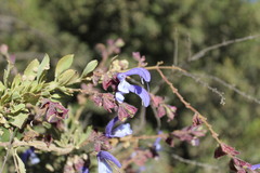 Salvia chamelaeagnea